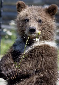 mountainvagabond:  https://www.facebook.com/pages/Montana-Grizzly-Encounter/208277108152?fref=photo