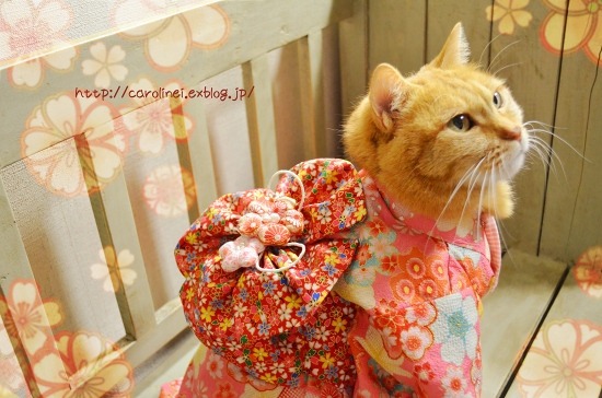 violetprince:Apelila, a gorgeous orange tabby from Tokyo, Japan, models beautiful