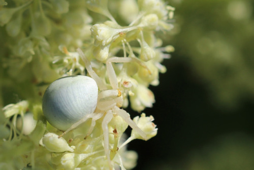 A flower crab spider/blomkrabbspindel (Misumena vatia). These spiders may be yellow or white, depend