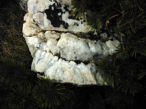 Quartz in a small copse of white pines. Pinnacles Lakes Basin, John Muir Wilderness, Sierra Nevada M