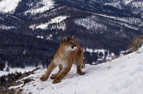 bigcatkingdom:Cougar (Puma concolor) (by Mrshutterbug.com)
