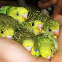 fat-birds:  OH MY GOD OH MY GOHHHD  That must feel so soft and warm&hellip;!
