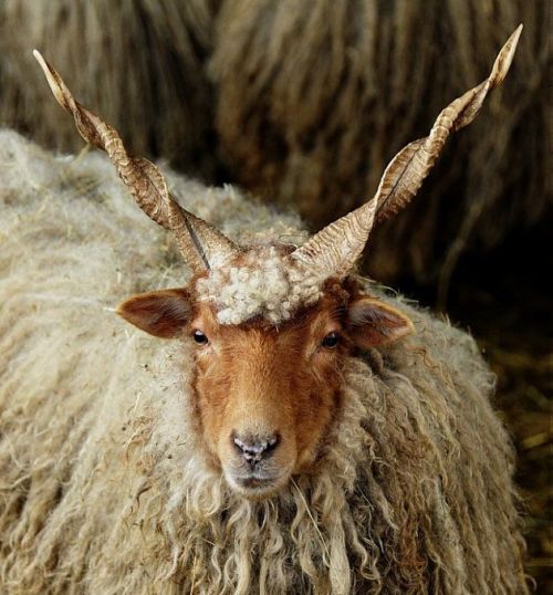 maudelynn:Wallachian sheep - by  Ulrich Ifflandvia animals.yakohl.com