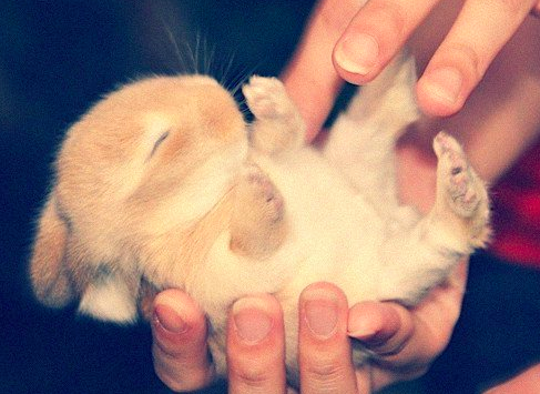 rojanlotfdoust:  Hey, so stop your scrolling for a bit think about baby bunnies, and how they actually exist. Like, they’re just little balls of fluff?   with tiny, itty-bitty noses and whiskers,  and little precious paws.  they can have ears that