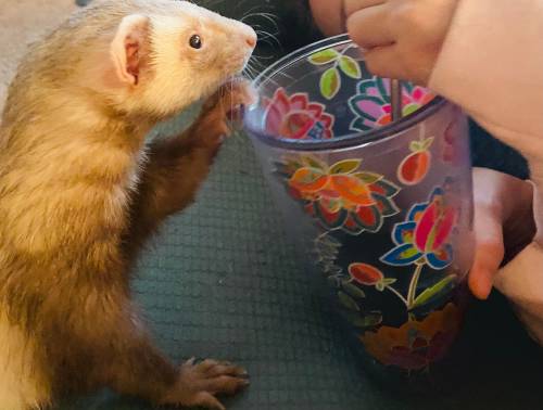 He’s so nosey. He has to know what everyone is eating or drinking…. : ferrets