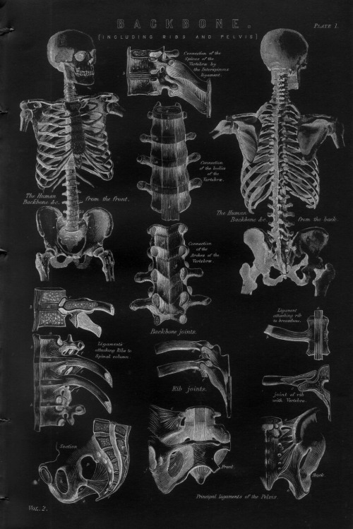 chaosophia218 - Vintage anatomical plates of Backbone including...