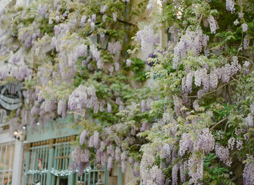 florealegiardini - Paris, France ~ Greg Finck