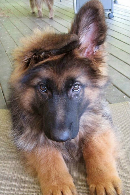 thecutestofthecute:  German Shepherds and their floppy ears. There is nothing I do not like about this. 