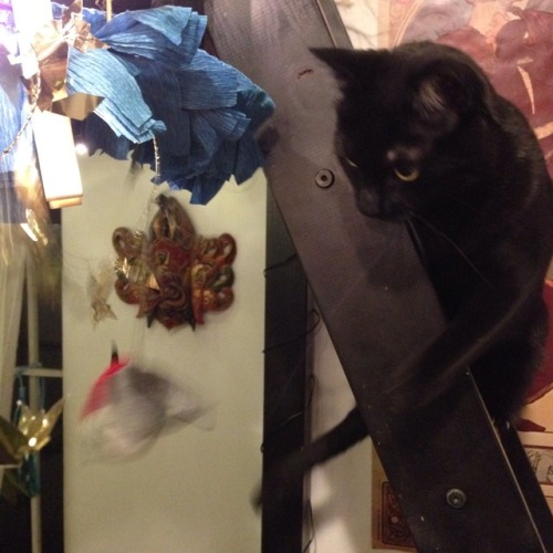 fox-teeth: I put up our Hanukkah decorations tonight and Matzo and Latke are THRILLED@mostlycatsmost