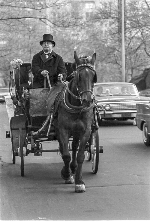    Ph: AAlberts• Central Park • Horse/Carriage • Central Park South • Wayback Machine • Dressed • Wi