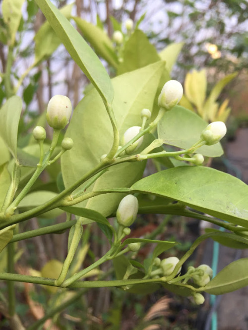 Citrus about to bloom 