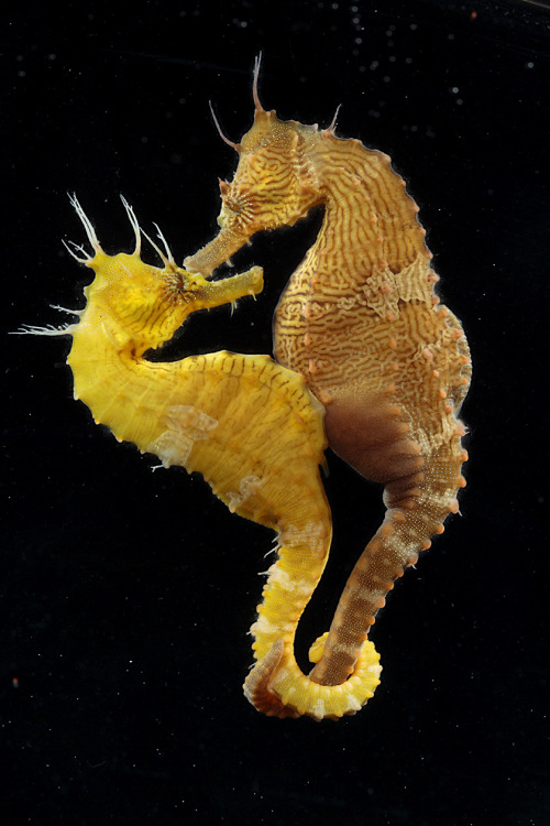 antronaut:Lined seahorses