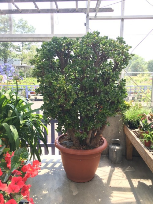 feeelingalright:Current mood = walking into a new greenhouse and finding a 20 year old Jade