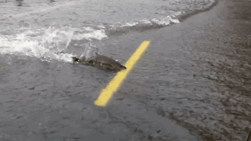gifsboom:  Salmon crossing Hwy. [video] 