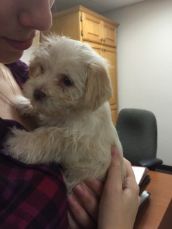 awwww-cute:  Someone brought this little guy into work today! 