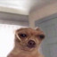 emilmemes