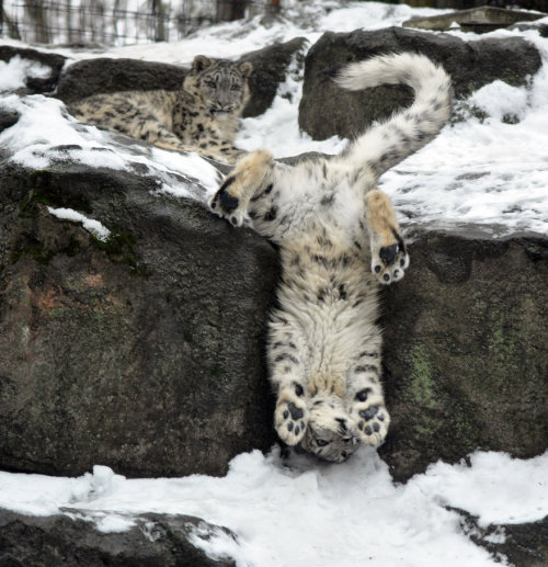bedlamsbard:  earthlynation:  Snow Leopard  I like the one in the background that’s just staring at the leopard in the foreground like, “I cannot believe you are this stupid, Fred.” 