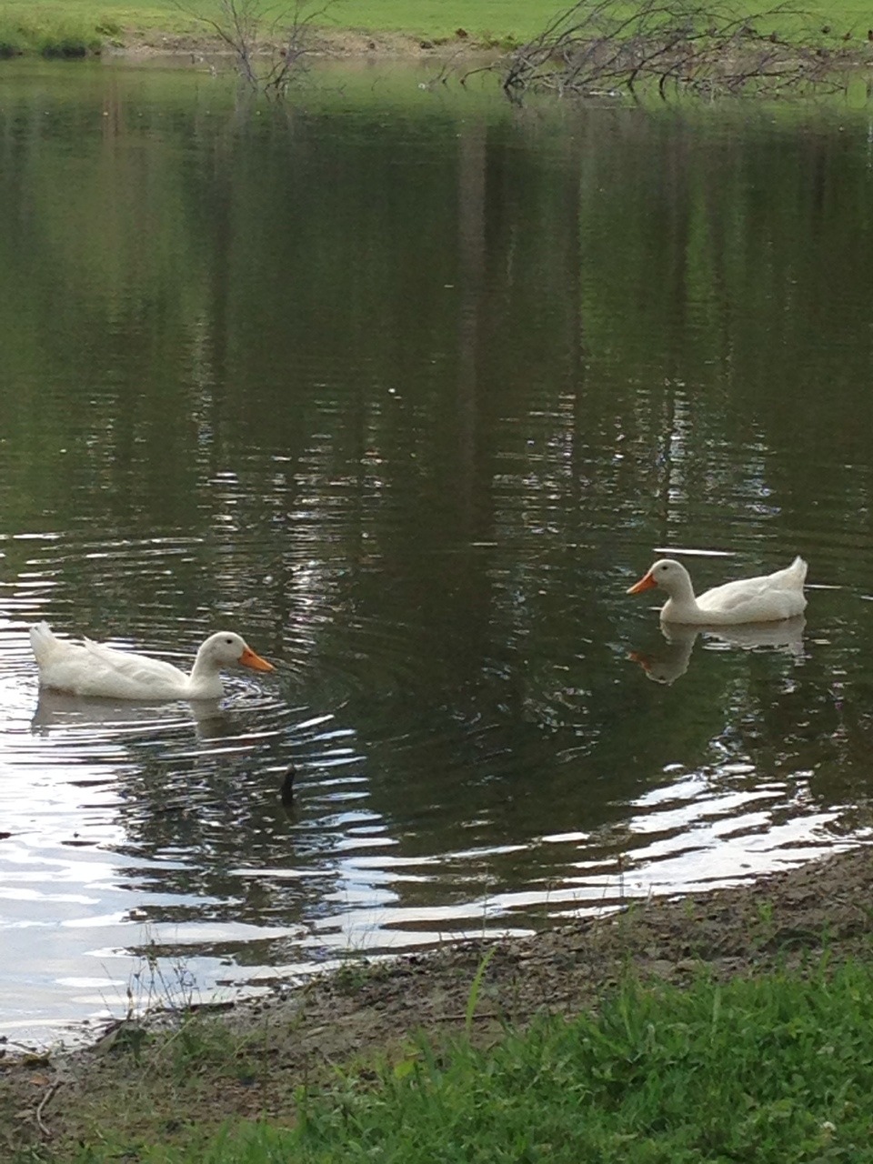 Duck tales