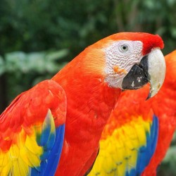 honduraspost:  Guara Roja (Ara macao) ave nacional de Honduras. foto por @the_hobbo  #guararoja #guacamayo #macaw #parrot #aramacao #honduras #honduraspost #catrachos #hondureño #fauna