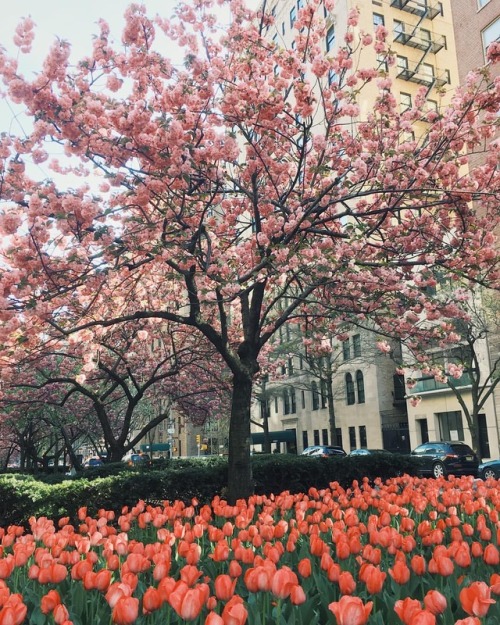 Spring vibes in the Upper East Side #cherryblossom #tulips #parkavenue #manhattan #nyc #spring (at T