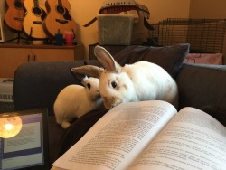 oreo-macaroon-bunnies:  If I eat this expensive textbook then mummy can play with me. 😉 M.