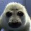bazahabinga
