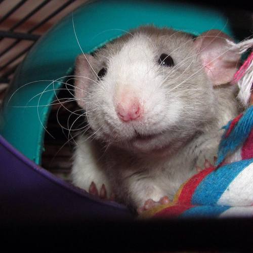 lovely-lovey-little-thing:When you finally get a good picture of a really hyper #rattie and you’re j