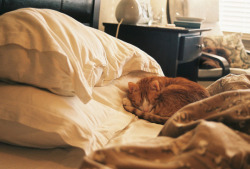 catsandkitten:  Finding the warm spot on the bed 