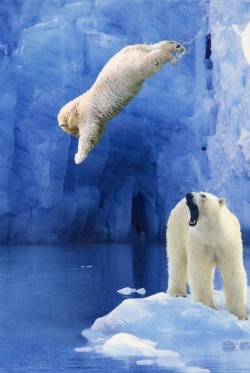 ecogboutique:  Jump - White polar bear image upload by EcoG 