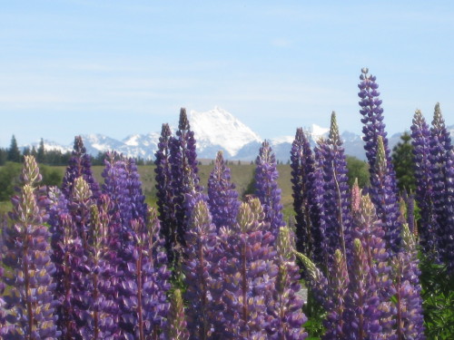 expressions-of-nature:Lupins, New Zealand by Michael Button