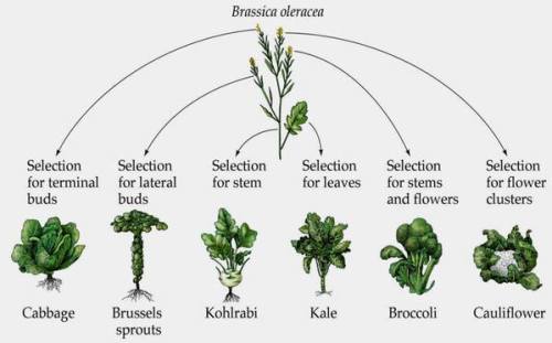 quadlutz:vegetablearian:livingwind:Same plant species, just different cultivars.#plant eeveethis is 