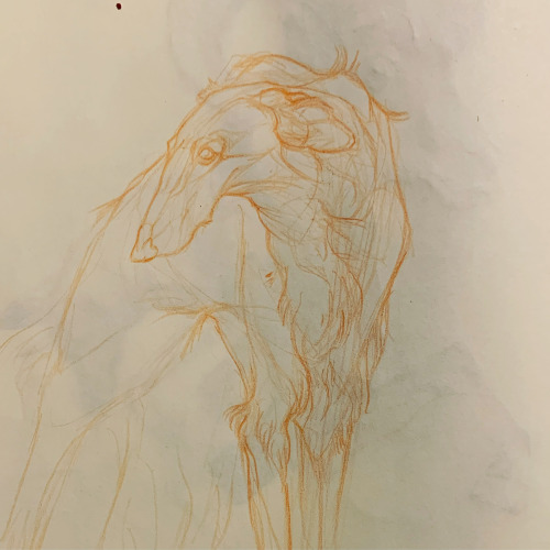 Unfinished sketch of a Borzoi