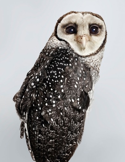 moarrrmagazine:  Prey - bird photography by Leila Jeffrey 