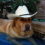 coolitsacowboy