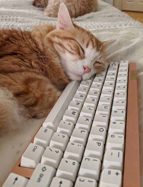 yournewkeyboard:“How is this comfortable