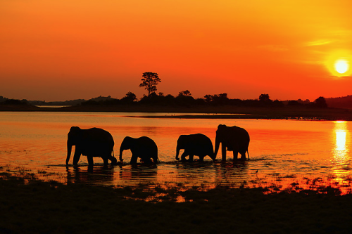 muthafuk:  elephants silhouetted by the darkening shades of the golden hour on the african savannah, by dana allen, susan mcconnell, nevil lazarus, chris packham, andy rouse and frans lanting 