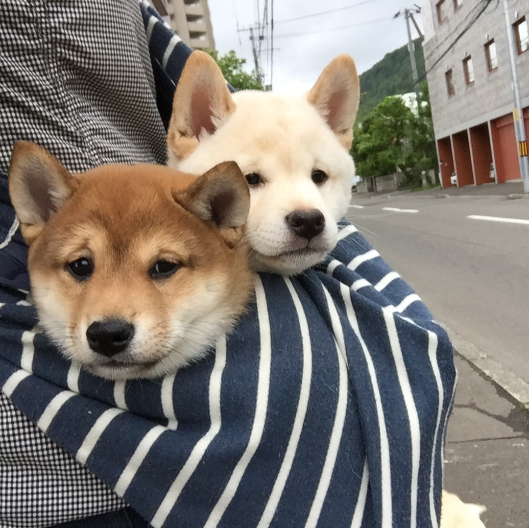 (⁄ ⁄•⁄ω⁄•⁄ ⁄)