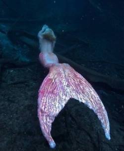 fiery-mermaid:     Hmmmm
