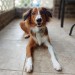 riley-coyotl:Portraits with Juniper