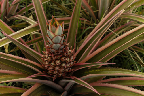 Porn Pics Pink Pineapple