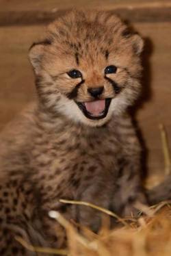 zooborns:  Meet Burgers’ Zoo’s Cheetah Cub Trio  As a Thanksgiving treat, here’s a sneak peek at the newest little Cheetahs at Burgers’ Zoo in the Netherlands!  See more of the trio at Zooborns.