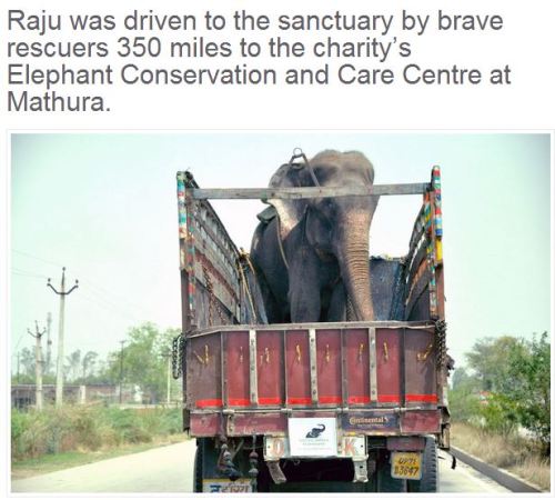 angelclark: Elephant Raju Cries After Being Rescued From 50 Years Of Suffering In Chains  This 