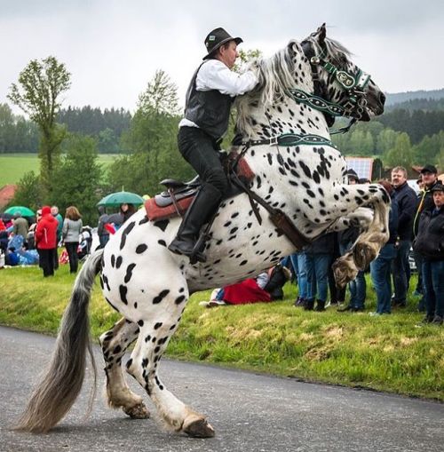 Ok, I figured I will end the horse photos with a bang I wish I could say this guy was doing tricks&h