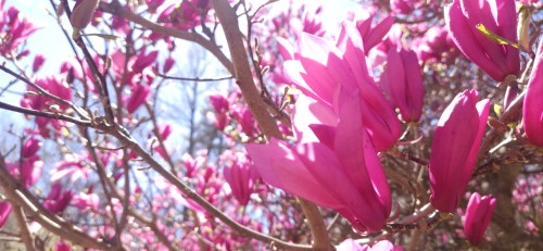 And Here Are Some More.. These Are Japanese Magnolias. I Don't Know What The Last Tree Was, I Forgot