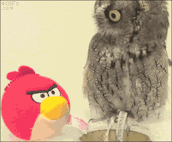 funnynhilariousgif:  What the fuck is this? »