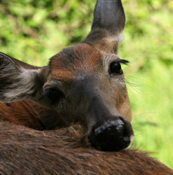 dakotaangel: White Tailed Deer-Those Eyes! by Theresa J 