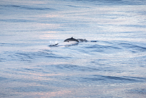 picocoon:Dolphins www.picocoon.xyz