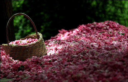 artinparsi: Rosewater season in Iran, Kashan گلاب گيري دركاشان
