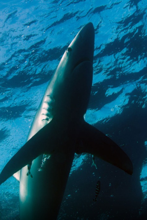 “Blue Sharks of the atlantique ocean..the few ones left..” | Daniel Ehrensberger