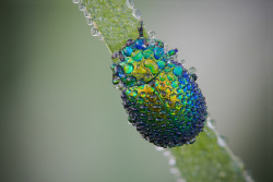 archatlas:  Precious Insects   Photographer David Chambon macro photos of insects covered in dew makes them look like precious gemstones. You can see more of his work on his Flickr and 500px accounts.  